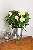 DESIGNER CLARE MATTHEWS: HOUSEPLANT PROJECT - GARDENIA IN METAL CONTAINER ON A SIDEBOARD