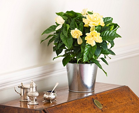 DESIGNER_CLARE_MATTHEWS_HOUSEPLANT_PROJECT__GARDENIA_IN_METAL_CONTAINER_ON_A_SIDEBOARD