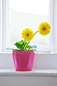 DESIGNER CLARE MATTHEWS: HOUSEPLANT PROJECT - PINK CONTAINER IN BEDROOM BY WINDOWSILL PLANTED WITH YELLOW GERBERAS