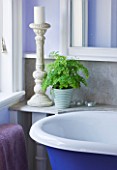 DESIGNER CLARE MATTHEWS: HOUSEPLANT -  GLAZED CONTAINER PLANTED WITH MAIDENHAIR FERN - ADIANTUM - IN BATHROOM