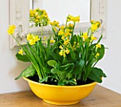 DESIGNER CLARE MATTHEWS: HOUSEPLANT - YELLOW CONTAINER WITH SPRING PLANTING OF BULBS - NARCISSUS TETE- A - TETE AND COWSLIPS - PRIMULA VERIS