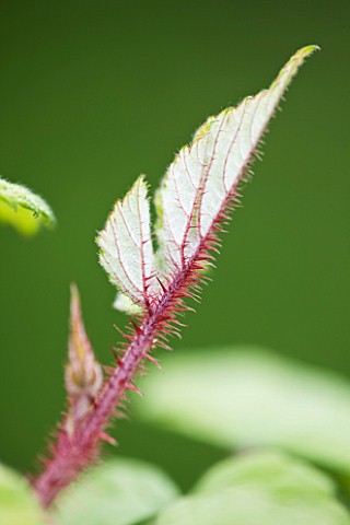 DESIGNER_CLARE_MATTHEWS_FRUIT_GARDEN_PROJECT__BEAUTIFUL_LEAVES_AND_HAIRY_STEM_OF_JAPANESE_WINEBERRY_