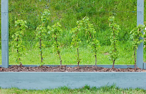 DESIGNER_CLARE_MATTHEWS_FRUIT_GARDEN_PROJECT__REDCURRANT_ROVADA__IN_RAISED_BED_TRAINED_AS_CORDON_JUS