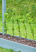 DESIGNER CLARE MATTHEWS: FRUIT GARDEN PROJECT - REDCURRANT ROVADA  IN RAISED BED TRAINED AS CORDON JUST COMING INTO LEAF IN THEIR FIRST YEAR