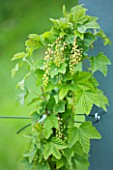 DEDESIGNER CLARE MATTHEWS: FRUIT GARDEN PROJECT - REDCURRANT ROVADA  IN RAISED BED TRAINED AS CORDON JUST COMING INTO LEAF IN THEIR FIRST YEAR
