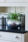 DESIGNER CLARE MATTHEWS: HOUSEPLANT PROJECT - METAL CONTAINER IN KITCHEN PLANTED WITH SPIDER PLANT - CHLOROPHYTUM COMOSUM