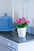 DESIGNER CLARE MATTHEWS: HOUSEPLANT PROJECT - WHITE CONTAINER IN KITCHEN PLANTED WITH PINK KALANCHOE