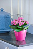 DESIGNER CLARE MATTHEWS: HOUSEPLANT PROJECT - PINK CONTAINER IN KITCHEN PLANTED WITH PINK KALANCHOE