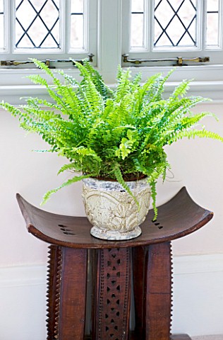 DESIGNER_CLARE_MATTHEWS_HOUSEPLANT_PROJECT__CONTAINER_UNDER_WINDOW_PLANTED_WITH_BOSTON_FERN__NEPHROL