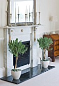 DESIGNER CLARE MATTHEWS: HOUSEPLANT PROJECT - TWO STANDARD FRENCH LAVENDER BUSHES IN CREAM CONTAINERS BESIDE FIREPLACE