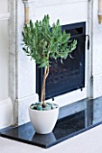 DESIGNER CLARE MATTHEWS: HOUSEPLANT PROJECT - STANDARD FRENCH LAVENDER BUSH IN CREAM CONTAINER BESIDE FIREPLACE