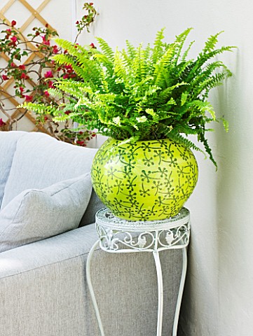 DESIGNER_CLARE_MATTHEWS_HOUSEPLANT_PROJECT__YELLOW_CONTAINER_IN_CONSERVATORY_PLANTED_WITH_BOSTON_FER
