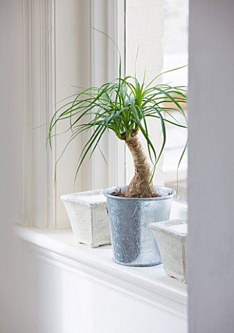 DESIGNER_CLARE_MATTHEWS_HOUSEPLANT_PROJECT__METAL_CONTAINER_PLANTED_WITH_PONYTAIL_PALM__BEAUCARNEA_R