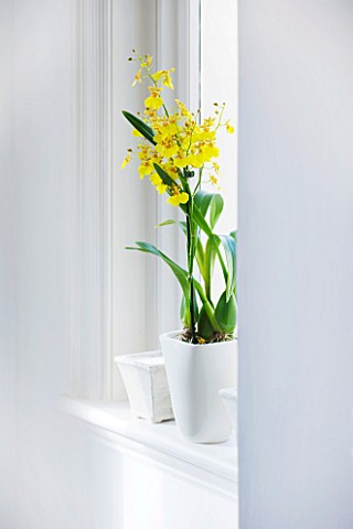 DESIGNER_CLARE_MATTHEWS_HOUSEPLANT_PROJECT__YELLOW_ORCHID_IN_WHITE_CONTAINER_IN_WINDOW_SILL
