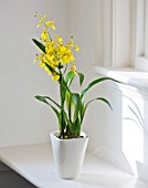 DESIGNER CLARE MATTHEWS: HOUSEPLANT PROJECT - YELLOW ORCHID IN WHITE CONTAINER IN WINDOW SILL