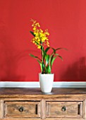 DESIGNER CLARE MATTHEWS: HOUSEPLANT PROJECT - YELLOW ORCHID IN WHITE CONTAINER IN DINING ROOM