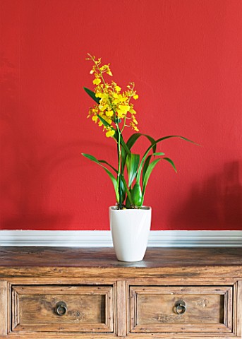 DESIGNER_CLARE_MATTHEWS_HOUSEPLANT_PROJECT__YELLOW_ORCHID_IN_WHITE_CONTAINER_IN_DINING_ROOM