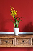 DESIGNER CLARE MATTHEWS: HOUSEPLANT PROJECT - YELLOW ORCHID IN WHITE CONTAINER IN DINING ROOM
