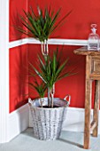 DESIGNER CLARE MATTHEWS: HOUSEPLANT PROJECT - WICKER CONTAINER IN LIVING ROOM PLANTED WITH DRACAENA MARGINATA - DRAGON TREE