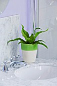 DESIGNER CLARE MATTHEWS: HOUSEPLANT PROJECT - GREEN AND CREAM GLAZED CONTAINER IN BATHROOM PLANTED WITH HARTS TONGUE FERN - ASPLENIUM SCOLOPENDRIUM