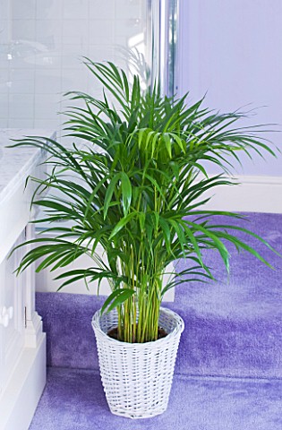 DESIGNER_CLARE_MATTHEWS_HOUSEPLANT_PROJECT__PALM_IN_WICKER_BASKET_CONTAINER_IN_BATHROOM