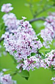 DESIGNER: BUTTER WAKEFIELD  LONDON: CLOSE UP OF FLOWERS OF SYRINGA MICROPHYLLA LITTLE PIXIE