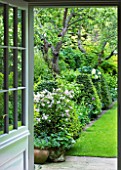 DESIGNER: BUTTER WAKEFIELD  LONDON - VIEW OUT OF KITCHEN DOOR TO LAWN AND GREEN BORDER WITH TERRACOTTA CONTAINER PLANTED WITH SYRINGA LITTLE PIXIE