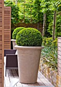 ROOF GARDEN DESIGNED BY STEPHEN WOODHAMS  LONDON: TERRACE, WOODEN, TRELLIS, CERAMIC, CONTAINERS, BOX, BALLS, CLIPPED, TOPIARY, DECKS, DECKING, DECKED