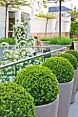 ROOF GARDEN DESIGNED BY STEPHEN WOODHAMS  LONDON: TERRACE, BALCONY, CERAMIC, CONTAINERS, BOX, BALLS, CLIPPED, TOPIARY, CORNUS KOUSA