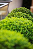 ROOF GARDEN DESIGNED BY STEPHEN WOODHAMS  LONDON: CLOSE UP OF CLIPPED TOPIARY BOX BALLS. BUXUS, ROOF, TERRACE