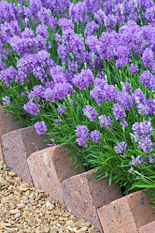 THE_BLUE_FLOWERS_OF_LAVANDER__LAVANDULA_ANGUSTIFOLIA_ASHDOWN_FOREST_BESIDE_A_GRAVEL_PATH_EDGED_WITH_