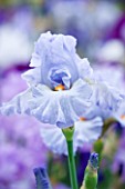 CLOSE UP OF THE BLUE FLOWER OF IRIS PRINCESSE CAROLINE DE MONACO - CAYEUX