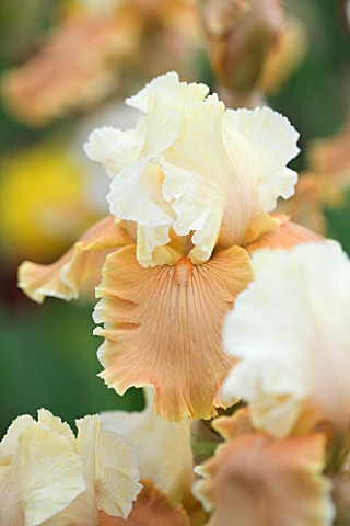 CLOSE_UP_OF_THE_FLOWER_OF_IRIS_ENGLISH_CHARM__CAYEUX