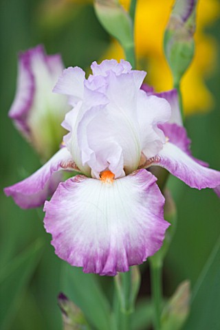 CLOSE_UP_OF_THE_FLOWER_OF_IRIS_RAVISSANT__CAYEUX