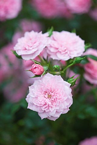 CLOSE_UP_OF_THE_PINK_FLOWERS_OF_ROSE__ROSA_PINK_BELLS_PROCUMBENT