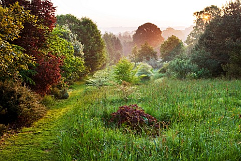 MOORS_MEADOW_GARDEN_AND_NURSERY__HEREFORDSHIRE_GRASS_PATH_THROUGH_LONG_MEADOW_GRASS_AT_DAWN