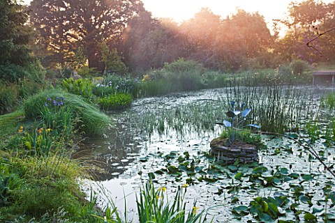 MOORS_MEADOW_GARDEN_AND_NURSERY__HEREFORDSHIRE_THE_LAKE_AT_DAWN__NYMPHOIDES_PELTATA_IN_WATER__PONTED