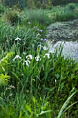 MOORS MEADOW GARDEN AND NURSERY  HEREFORDSHIRE: WHITE FLAG IRIS BESIDE THE POND