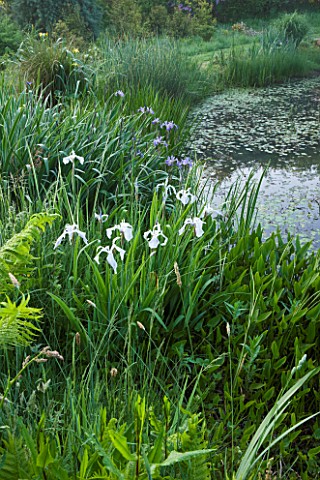 MOORS_MEADOW_GARDEN_AND_NURSERY__HEREFORDSHIRE_WHITE_FLAG_IRIS_BESIDE_THE_POND