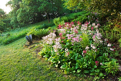 MOORS_MEADOW_GARDEN_AND_NURSERY__HEREFORDSHIRE_THE_FERNERY_WITH_CANDELABRA_PRIMULAS__PRIMULA_BEESIAN
