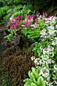 MOORS MEADOW GARDEN AND NURSERY  HEREFORDSHIRE: THE FERNERY WITH CANDELABRA PRIMULAS - PRIMULA BEESIANA - AND THE FERN - BLECHNUM PENNA-MARINA