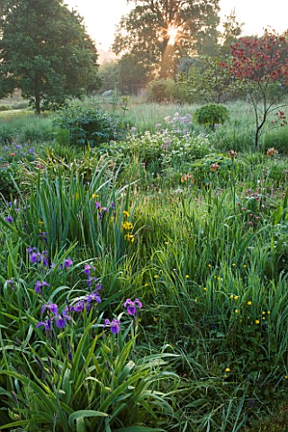 MOORS_MEADOW_GARDEN_AND_NURSERY__HEREFORDSHIRE_DAWN__IRIS_SIBIRICA_AND_CERCIS_CANADENSIS_FOREST_PANS