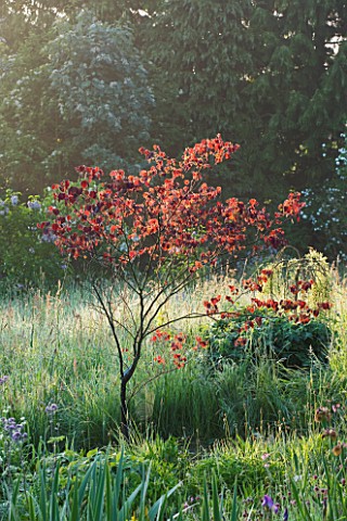 MOORS_MEADOW_GARDEN_AND_NURSERY__HEREFORDSHIRE_DAWN__IRIS_SIBIRICA_AND_CERCIS_CANADENSIS_FOREST_PANS