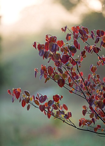 MOORS_MEADOW_GARDEN_AND_NURSERY__HEREFORDSHIRE_DAWN__CERCIS_CANADENSIS_FOREST_PANSY_IN_THE_MEADOW