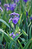 MOORS MEADOW GARDEN AND NURSERY  HEREFORDSHIRE: DAWN - THE BLUE FLOWER OF  IRIS SIBIRICA