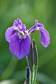 MOORS MEADOW GARDEN AND NURSERY  HEREFORDSHIRE: DAWN - THE BLUE FLOWER OF IRIS SIBIRICA