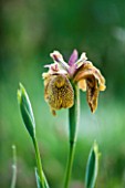 MOORS MEADOW GARDEN AND NURSERY  HEREFORDSHIRE: IRIS SPURIA SULTANS SASH