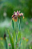 MOORS MEADOW GARDEN AND NURSERY  HEREFORDSHIRE: IRIS SPURIA SULTANS SASH