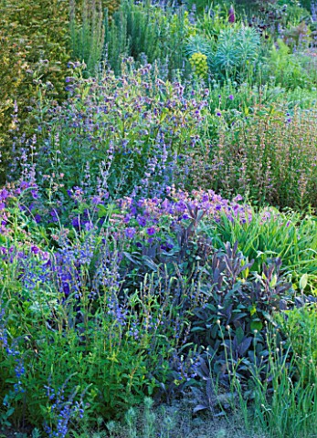 NARBOROUGH_HALL_GARDENS__NORFOLK_THE_BLUE_GARDEN__BORDER_BESIDE_THE_LAWN_WITH_SAGE