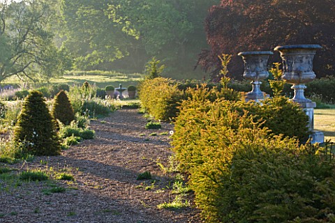 NARBOROUGH_HALL_GARDENS__NORFOLK_YEW_HEDGES__GRAVEL_AND_LARGE_STONE_URNS_IN_FRONT_OF_THE_HALL